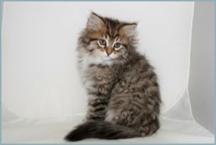 Male Siberian Kitten from Deedlebug Siberians